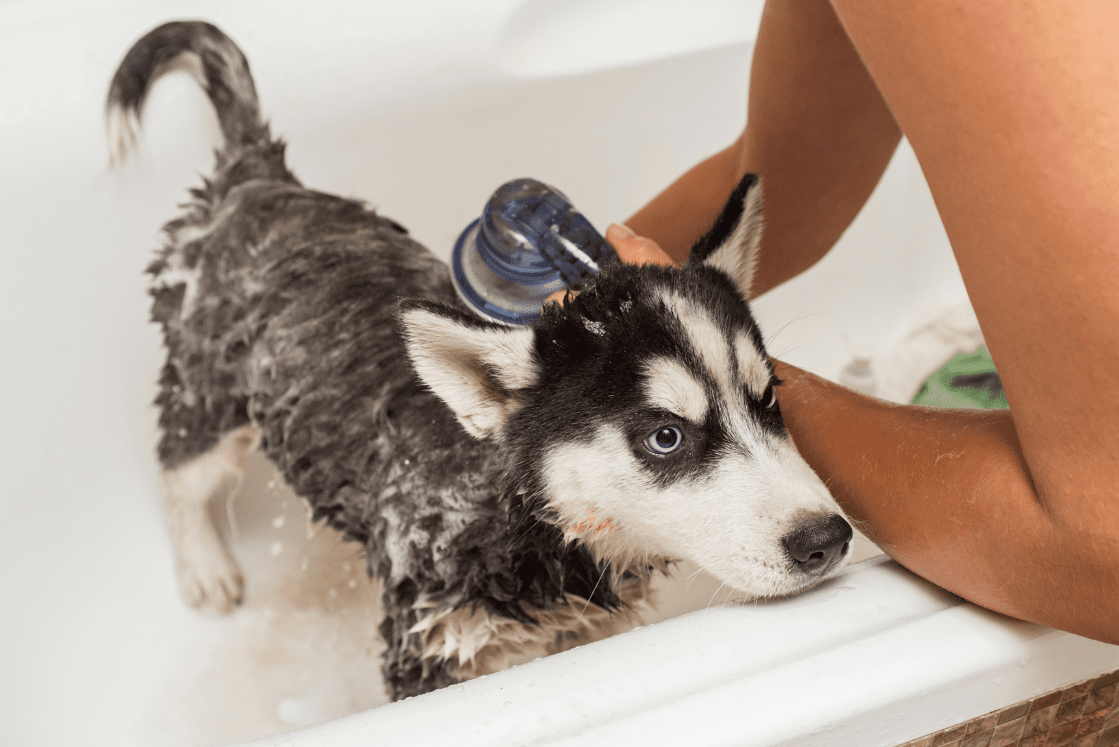 a woman bathes a husky