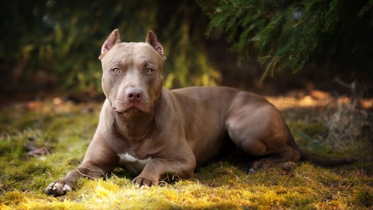 The 11 Healthiest And Best Shampoos For Pitbulls Out There