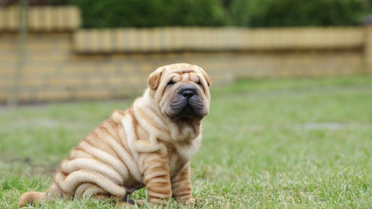 The 8 Best Chinese Shar-Pei Breeders In The United States