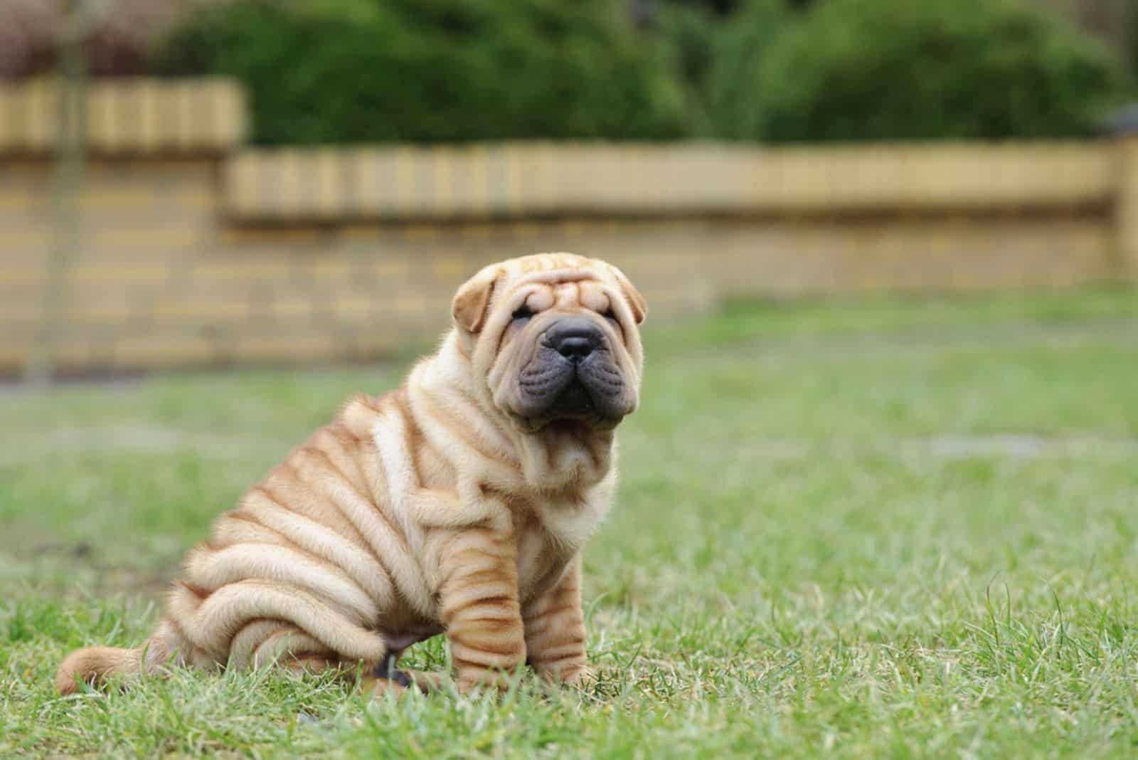 cute shar pei dog sitting on the grass