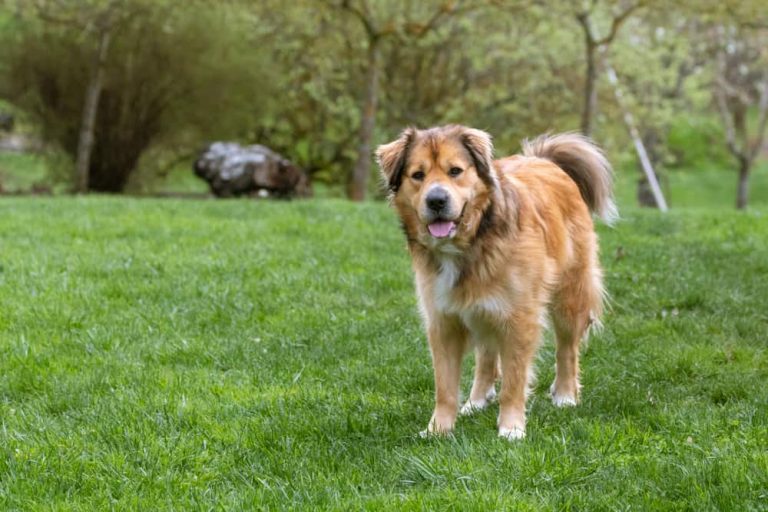 Australian Shepherd Golden Retriever Mix standing in the garden