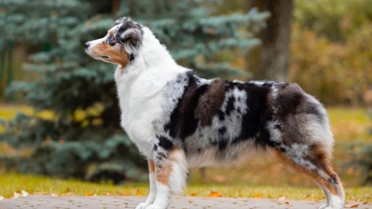 The Australian Shepherd Tail Mystery — Do They Have A Tail?