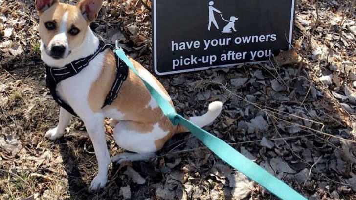 The Basenji Jack Russell Mix Is Not For The Faint Of Heart