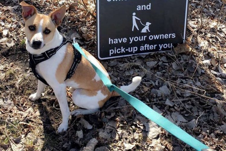 Basenji Jack Russell Mix sitting in the forest