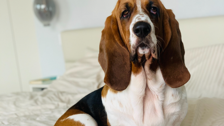 Basset Hound Growth Chart: How Big (And Long) Do They Get?