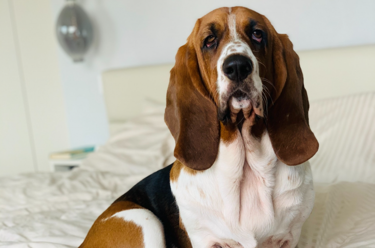 basset hound on a bed