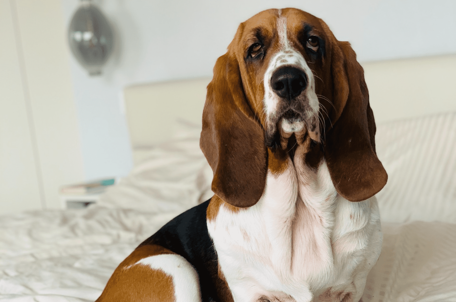 basset hound on a bed