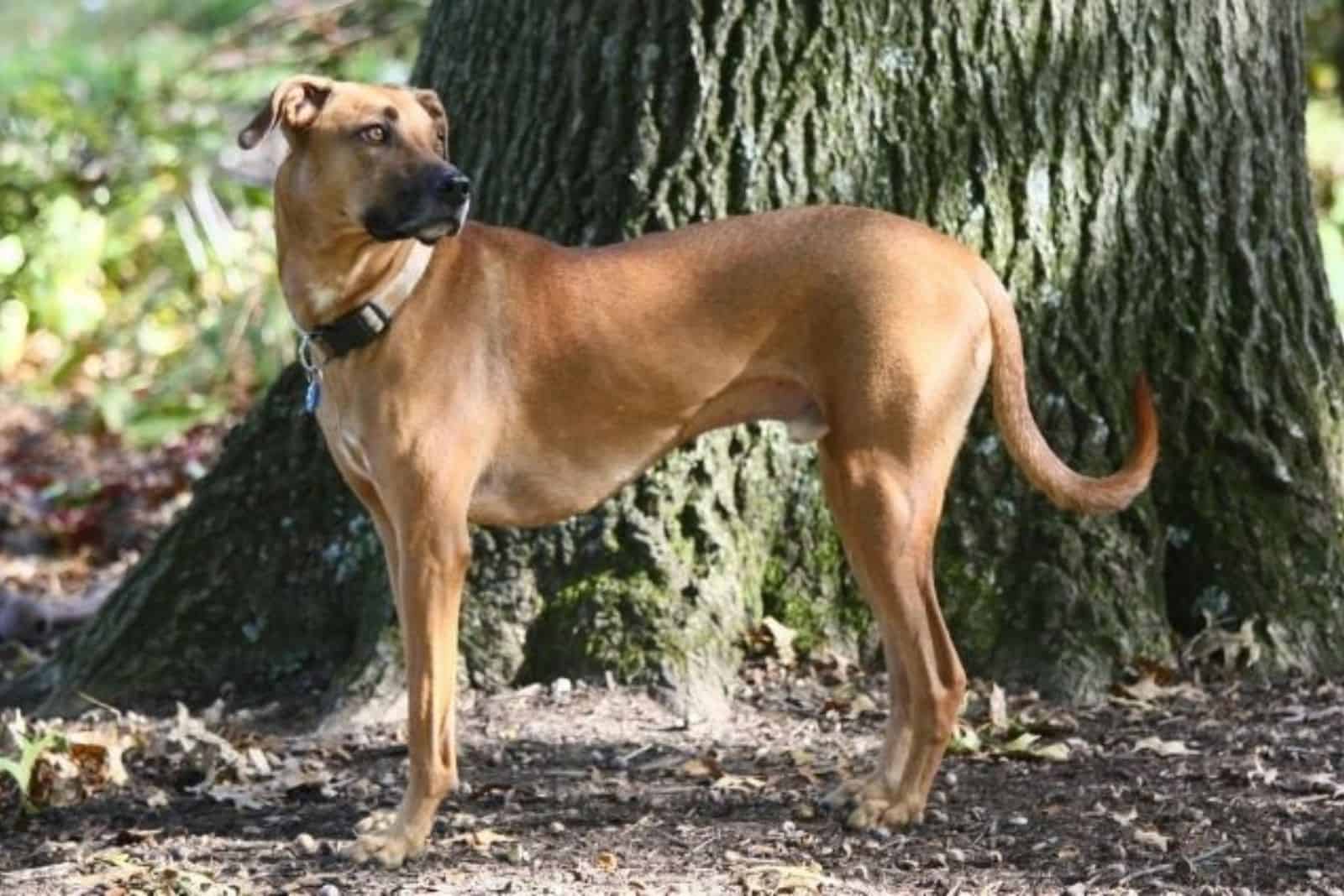 Black Mouth Cur German Shepherd Mix standing in the woods