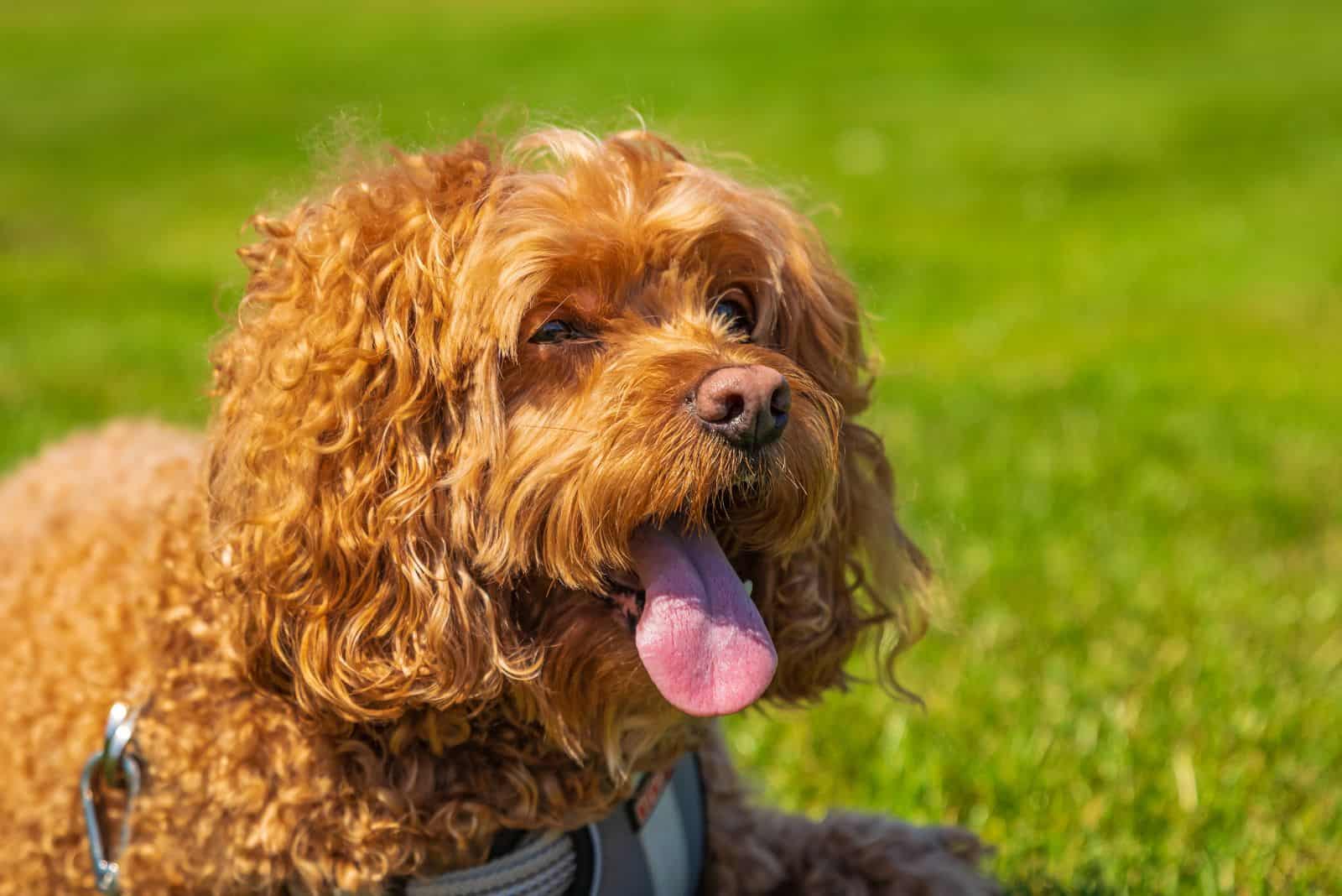 The Cavapoo is lying on the grass with its tongue out