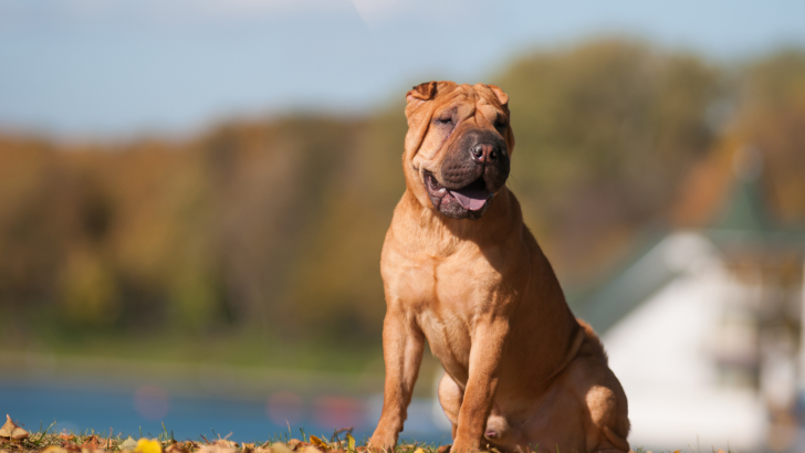 Shar-Pei Growth Chart: How Big Does This Breed Really Get?