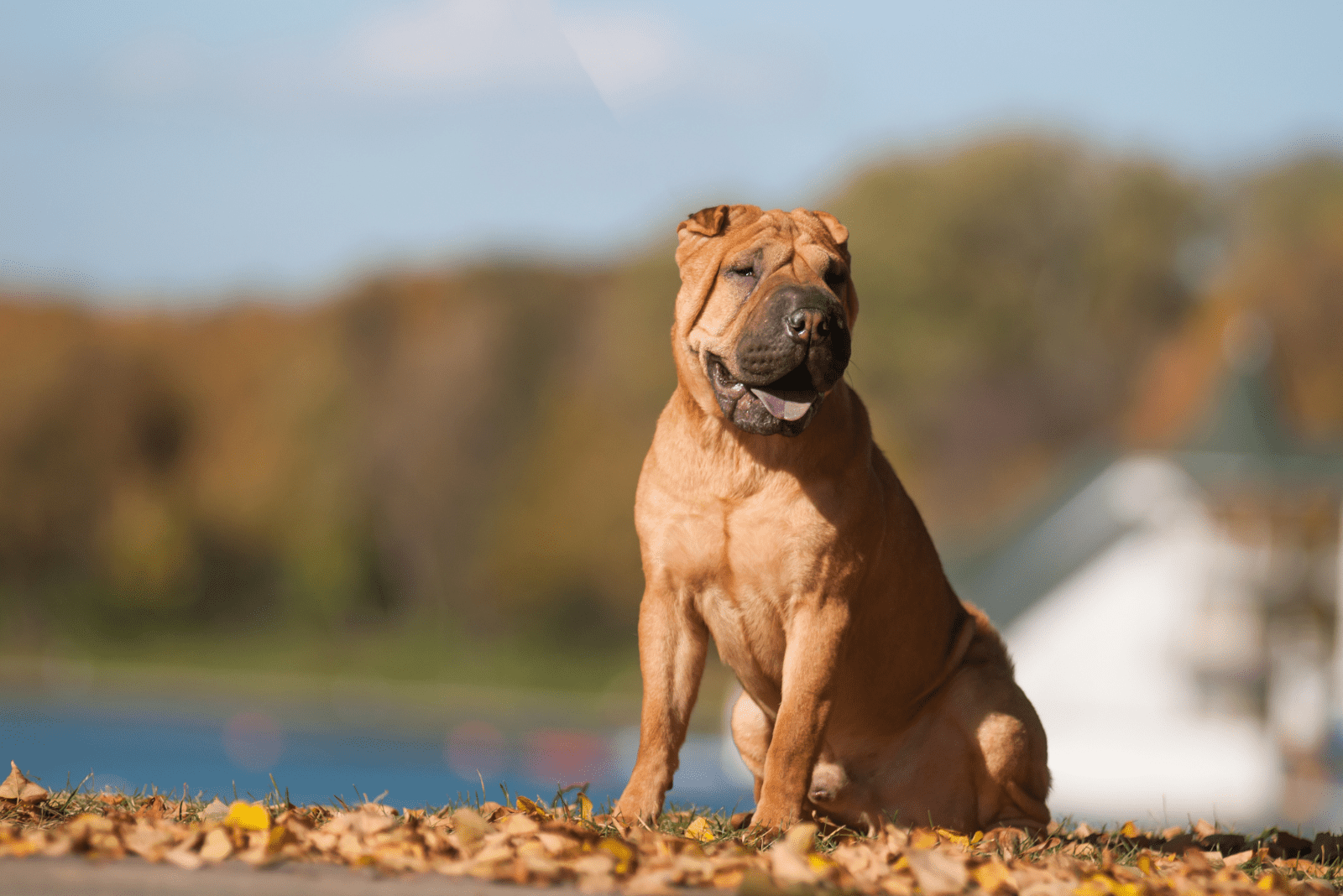 Shar-Pei sits and looks ahead