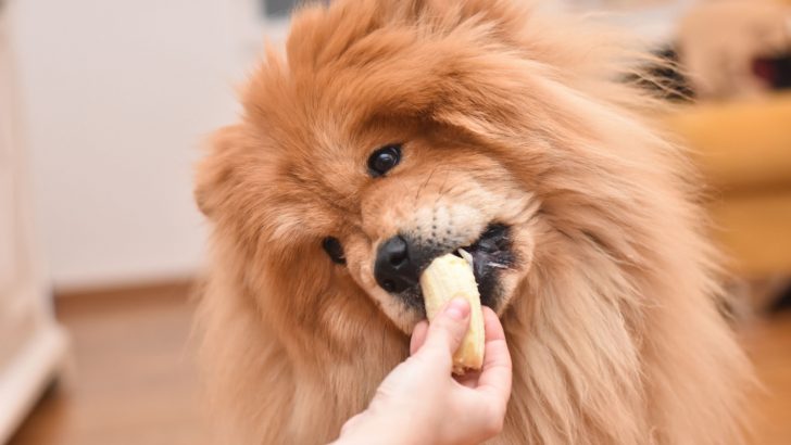 Chow Chow Puppy Feeding Chart: How Much Should He Be Fed?