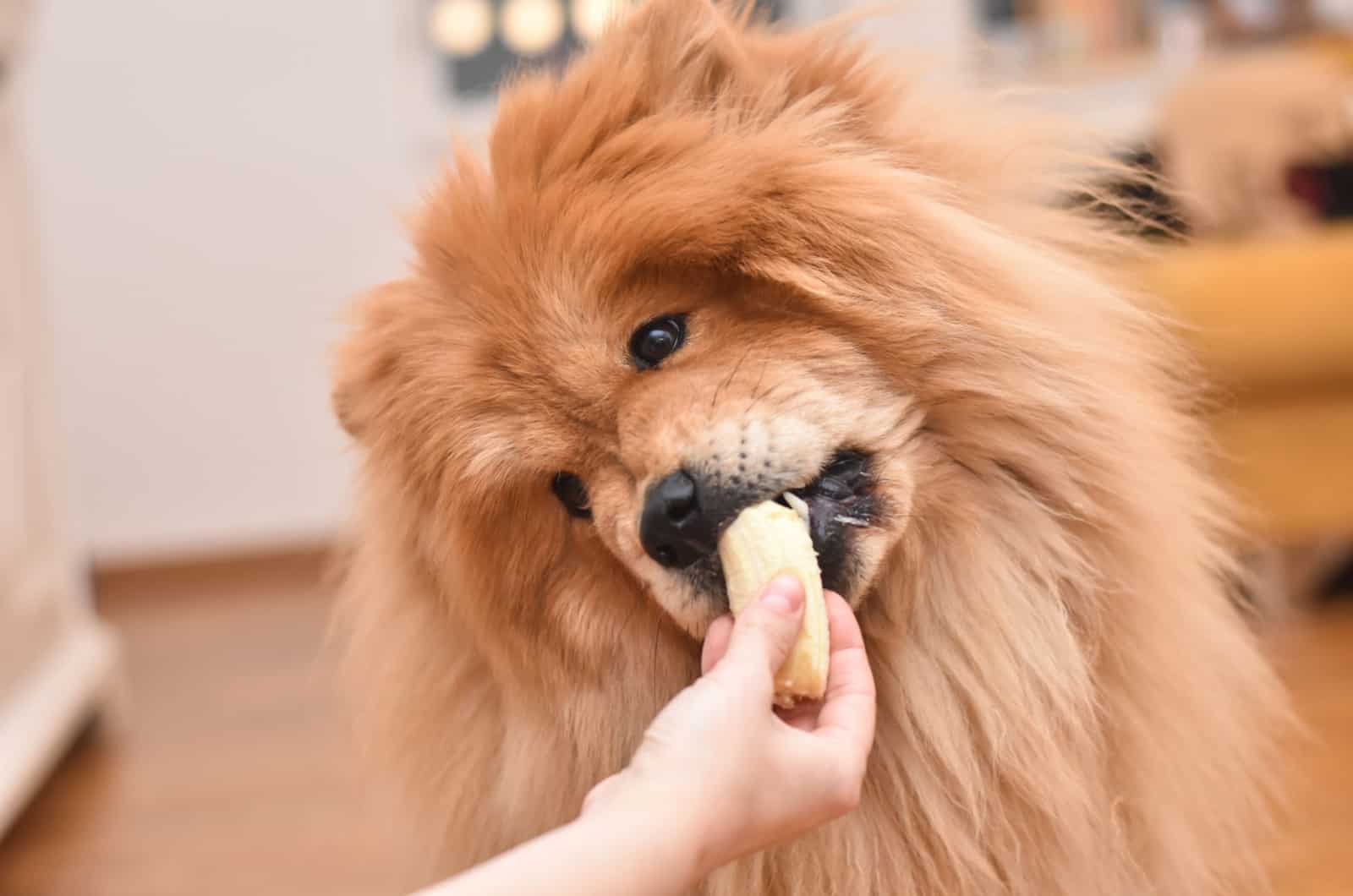 chow chow eating a banana