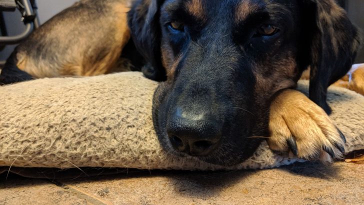 The German Shepherd Coonhound Mix: The Ultimate Working Dog?