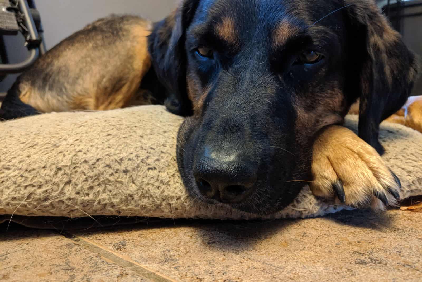 German Shepherd Coonhound Mix is lying down and resting