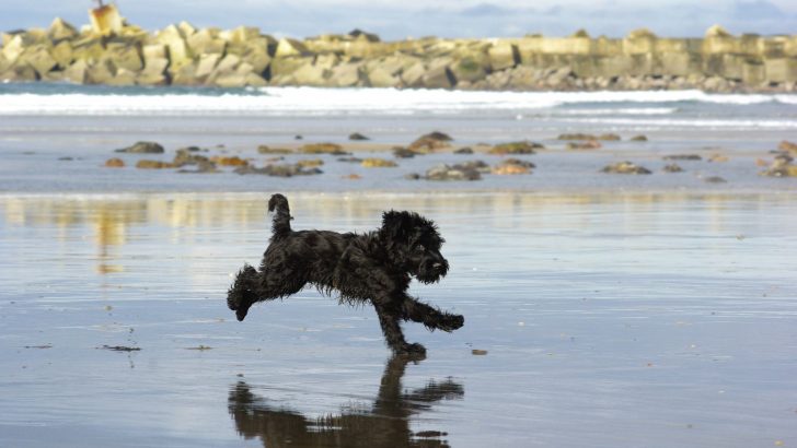 The Giant Schnoodle: This One Will Make You Love Dogs Even More