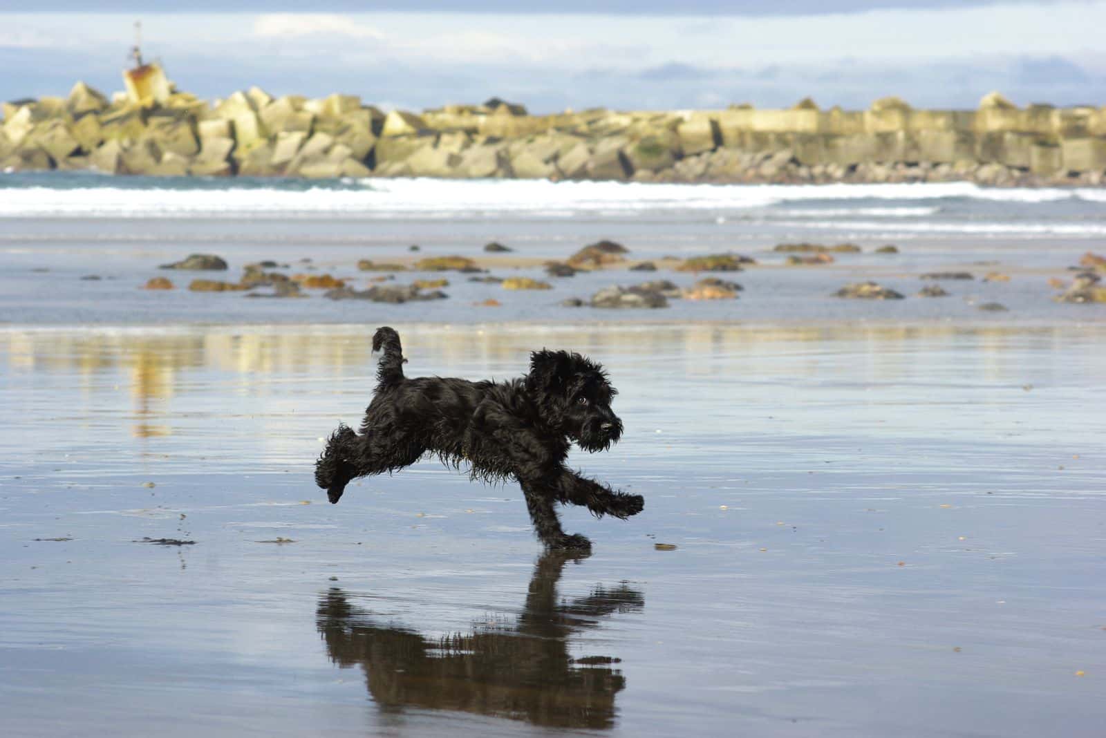 Giant Schnoodle running on the beach