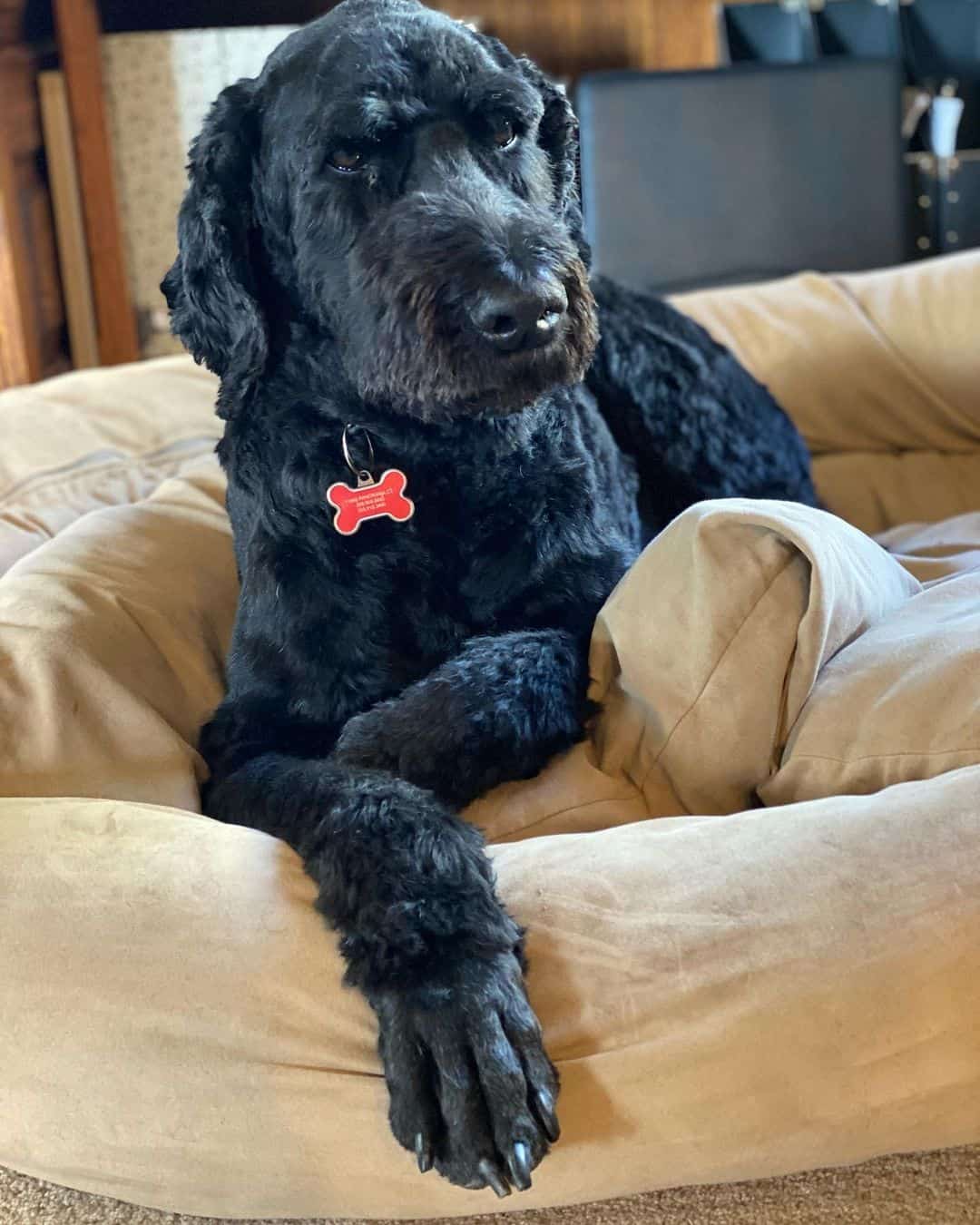 The Giant Schnoodle is lying on his bed