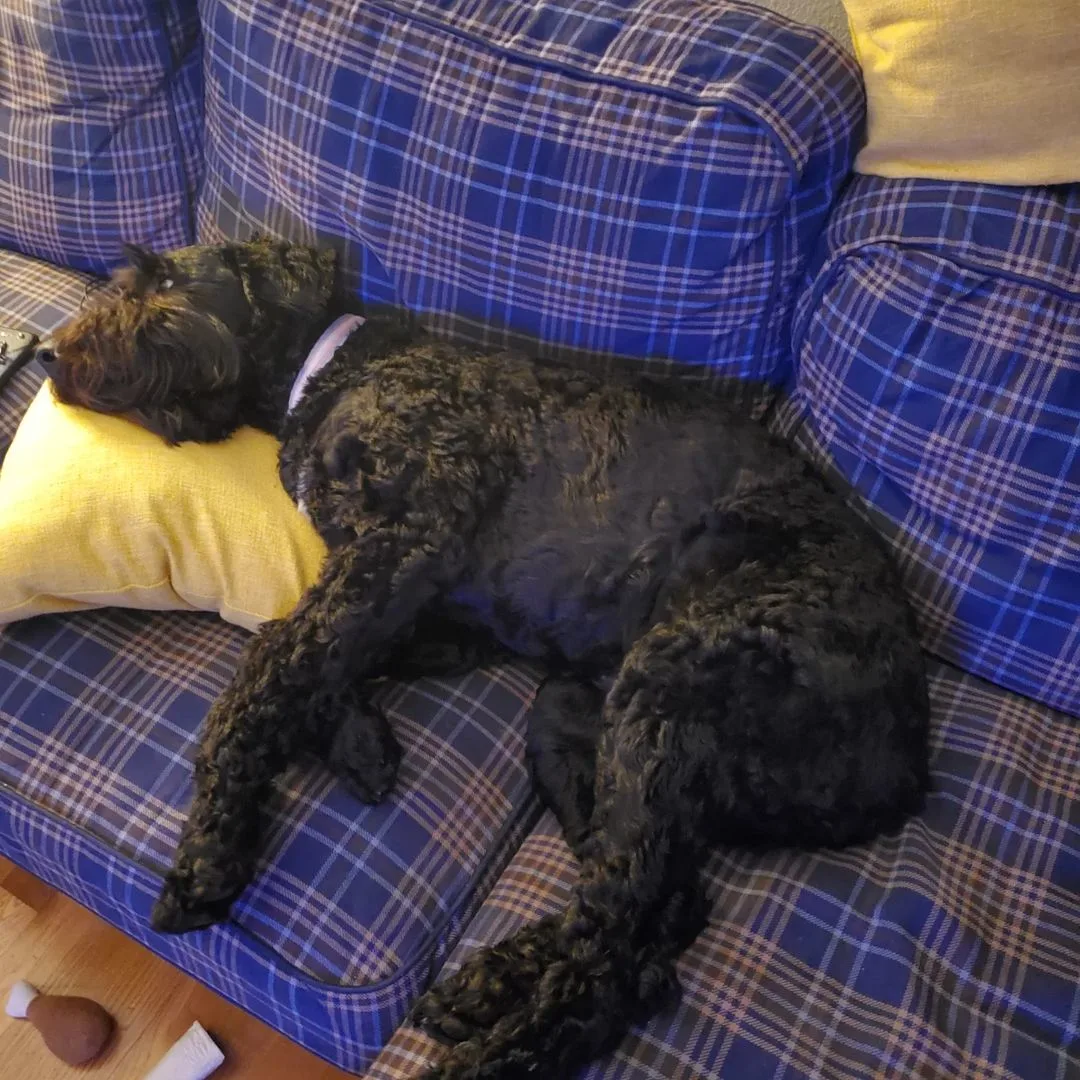 The Giant Schnoodle is lying on the couch