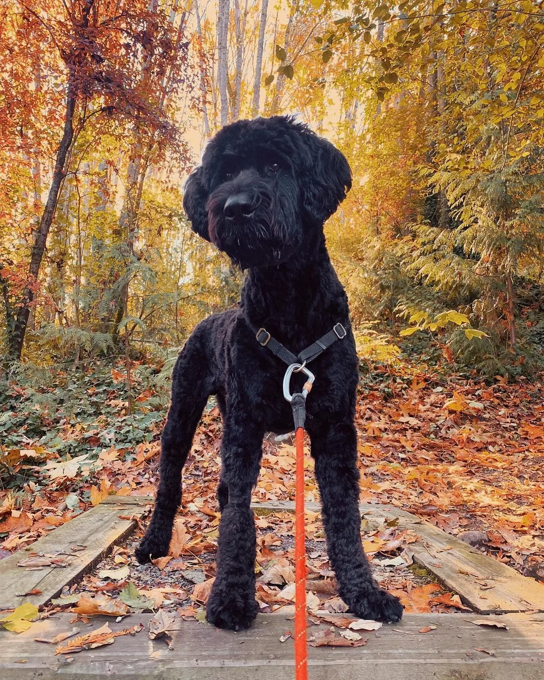 The Giant Schnoodle is standing in the forest