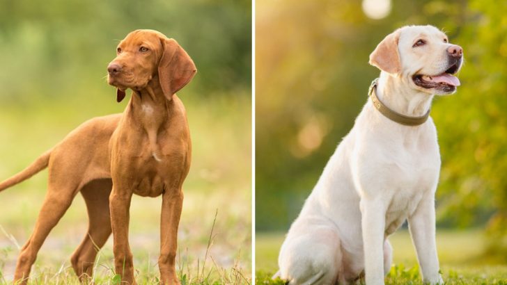 The Hungarian Vizsla Lab Mix Is Not For Chill And Netflix