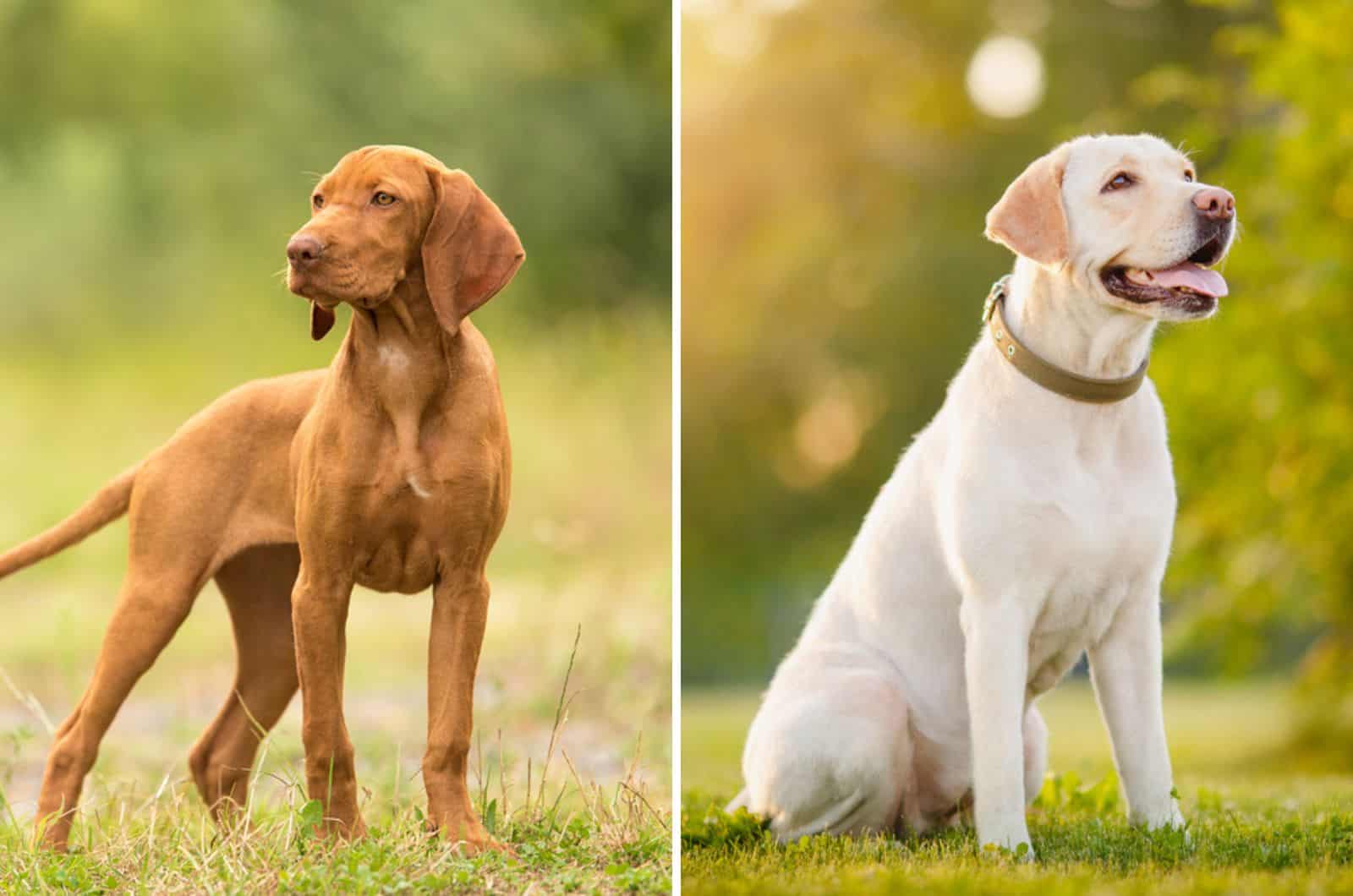 The Hungarian Vizsla Lab Mix Is Not For Chill And Netflix