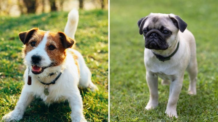 The Jack Russell Pug Mix: Let’s Meet The Adorable Jug