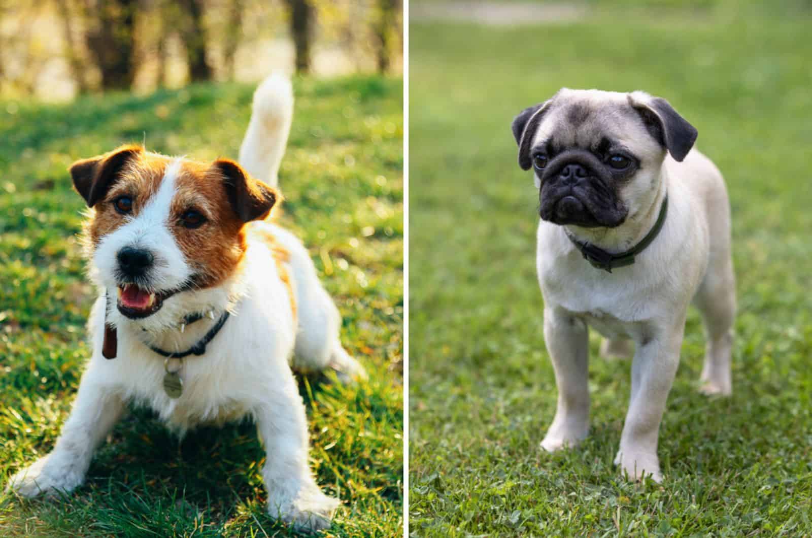 jack russell pug mix