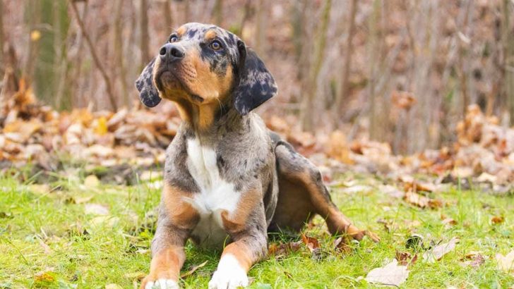 The Lab Catahoula Mix: Ever Heard Of The Labahoula?