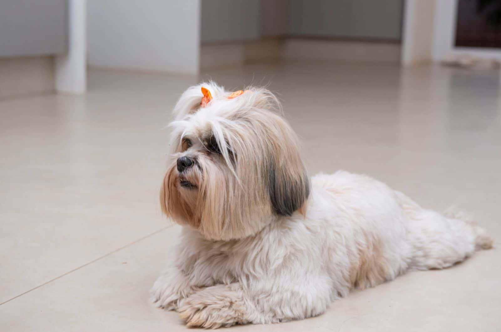 lhasa apso dog lying on the floor