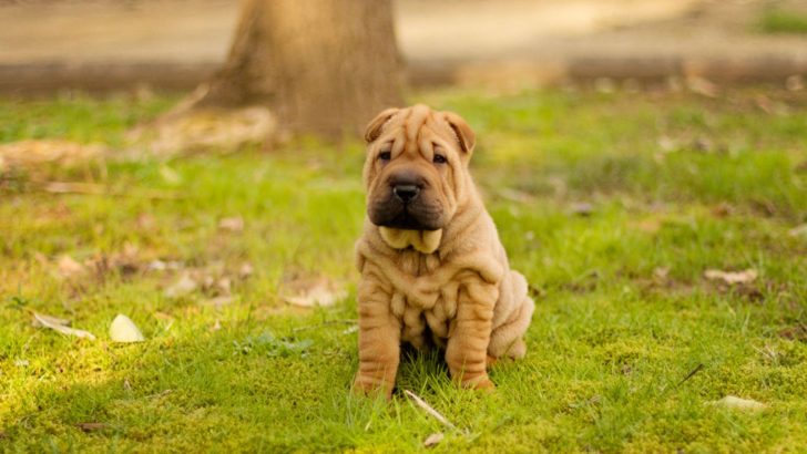 The Miniature Shar Pei: Wrinkles That Captured The World