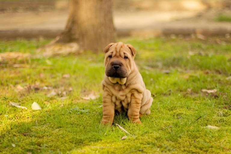 mini shar pei dog sitting on the green grass
