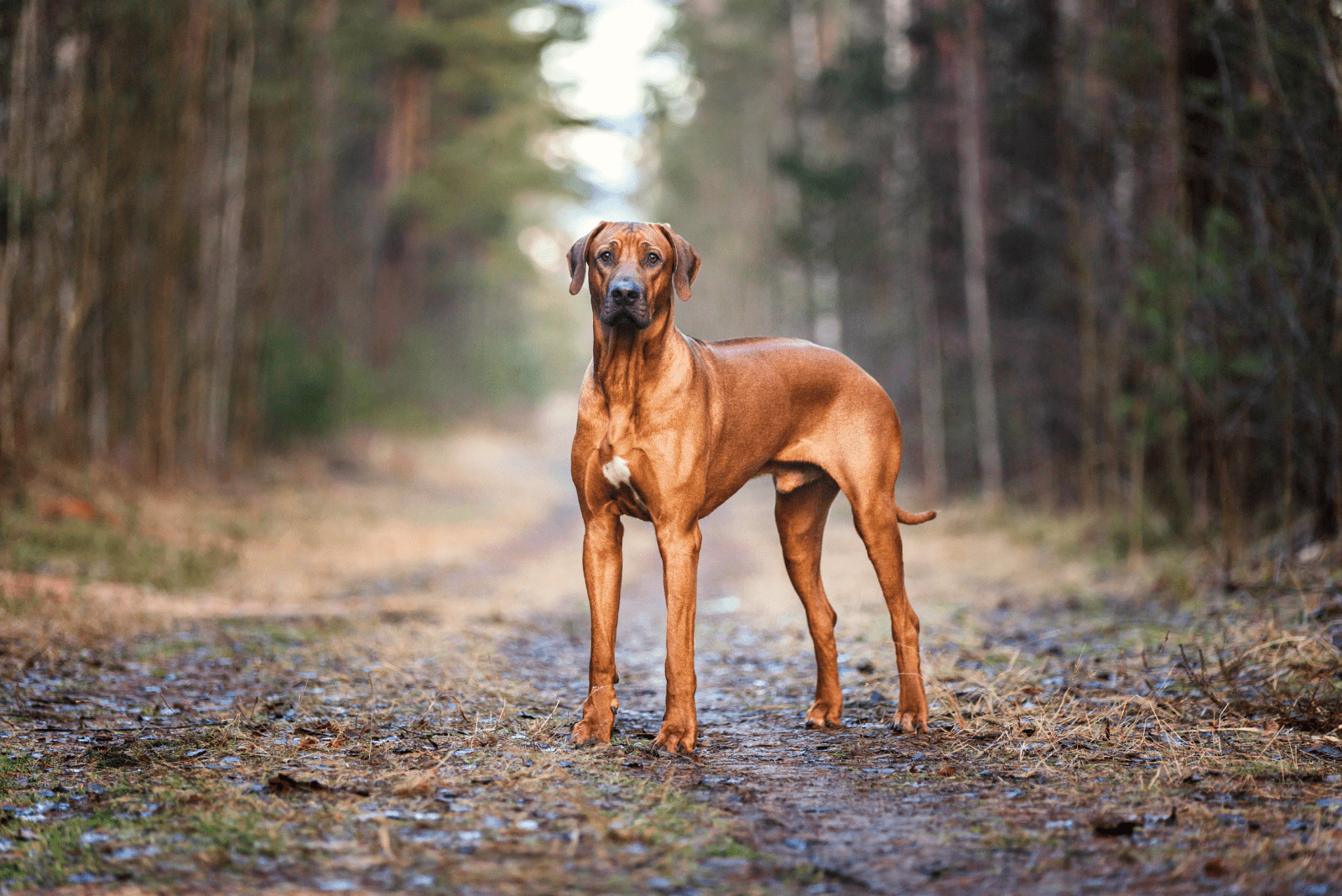 Rhodesian Ridgeback standing in the forest