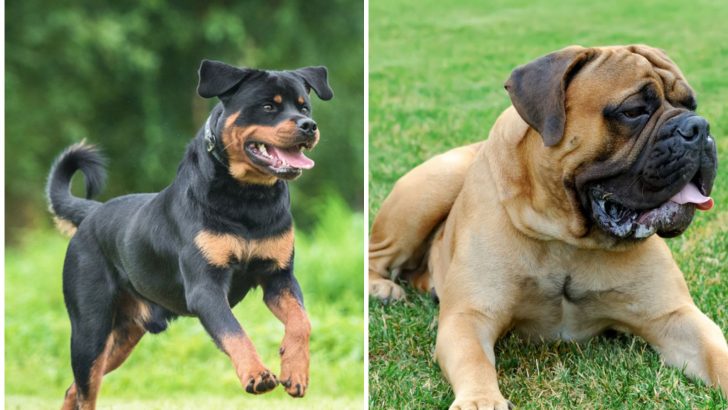 The Rottweiler Mastiff Mix Is The Best The Romans Have To Offer