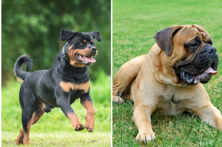 rottweiler mastiff mix