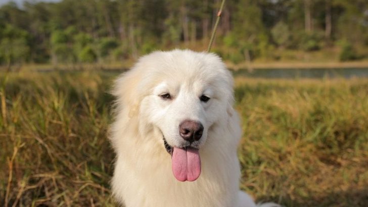The Samoyed Golden Retriever Mix: Facts You Should Know