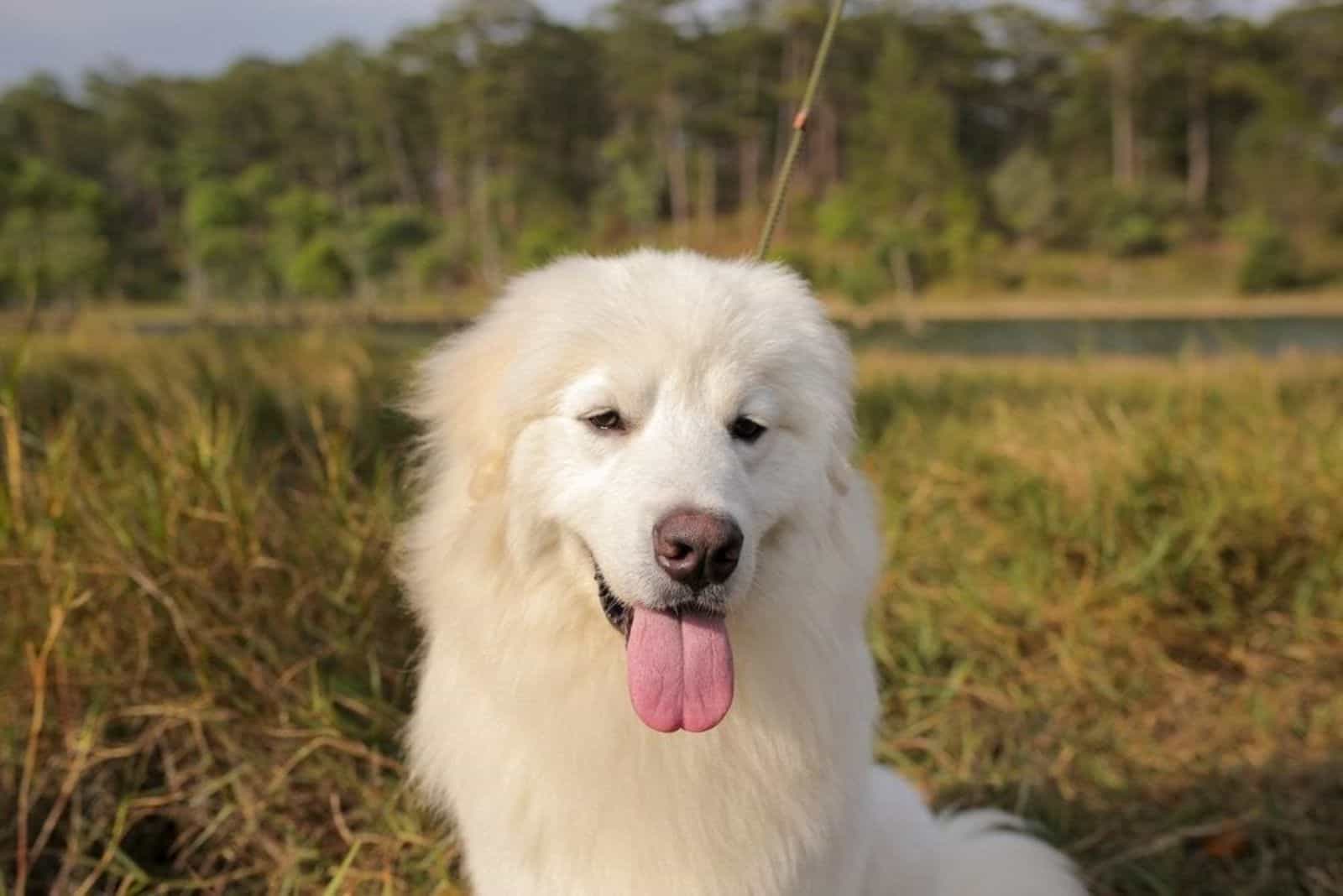 The Samoyed Golden Retriever Mix: Facts You Should Know