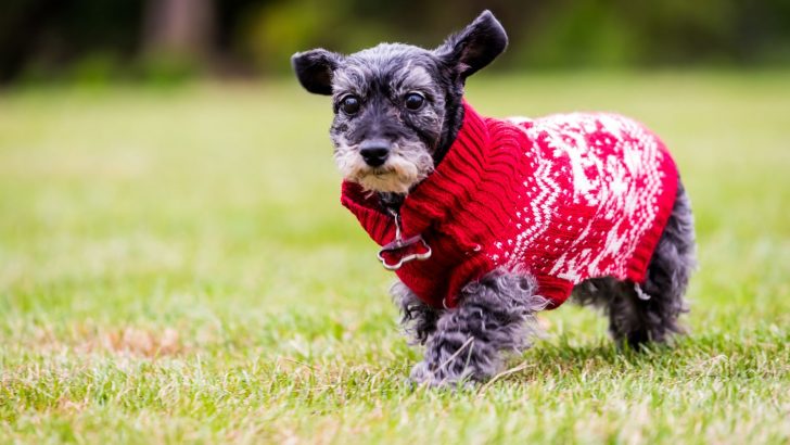 The Schnauzer Dachshund Mix Has Short Legs And Grunge Rags