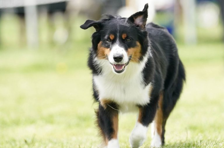 Australian Shepherd Dachshund mix walking on grass