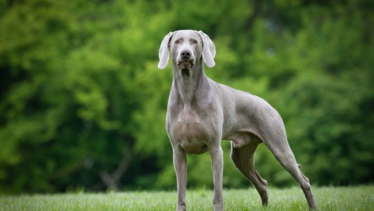 The Weimaraner Growth Chart For A Healthier Puppy