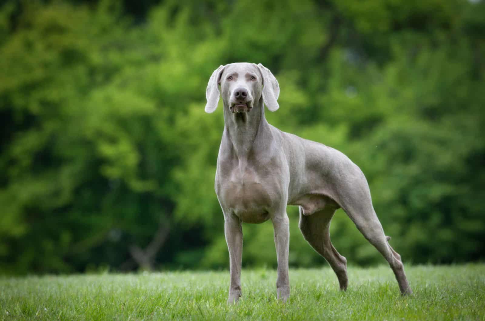 weimaraner dog standing on a lawn