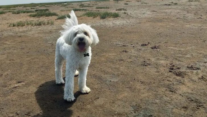 The White Cavapoochon And Other Colors Of This Wonderful Breed
