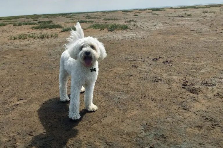 white cavapoochon