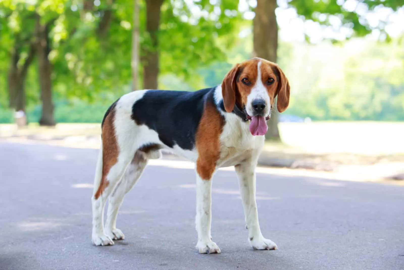 The dog breed American Foxhound in a public park