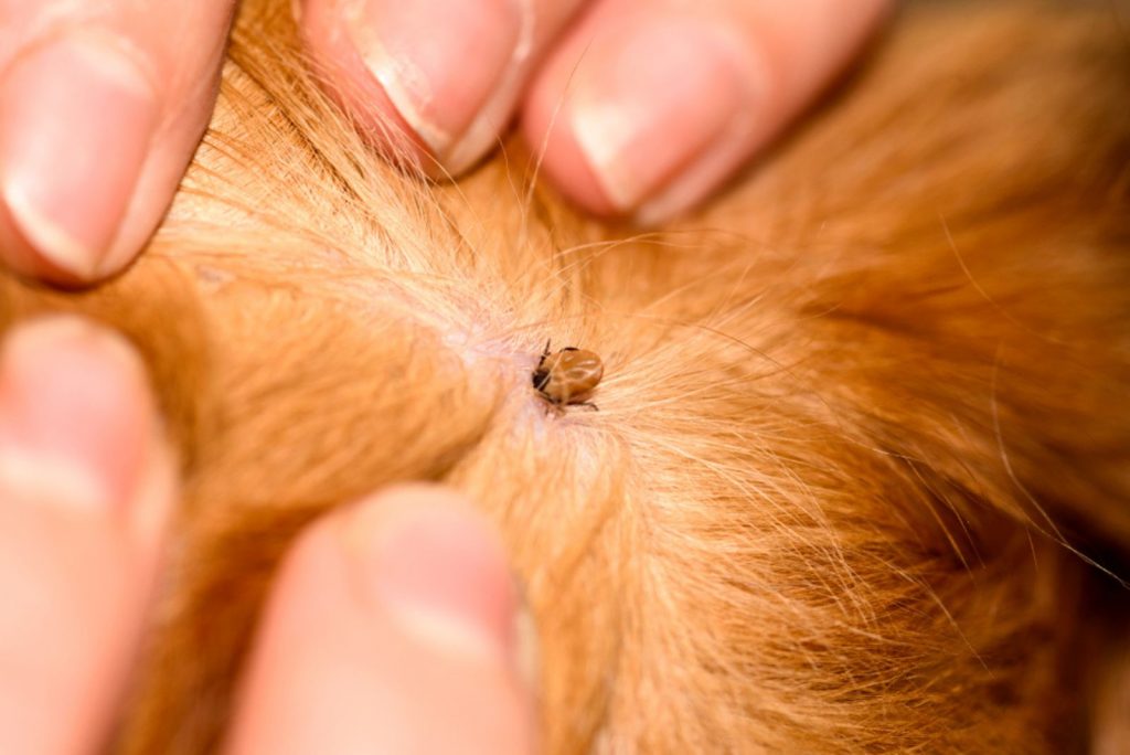 How To Get Rid Of Mites On Dogs? — 11 Solutions