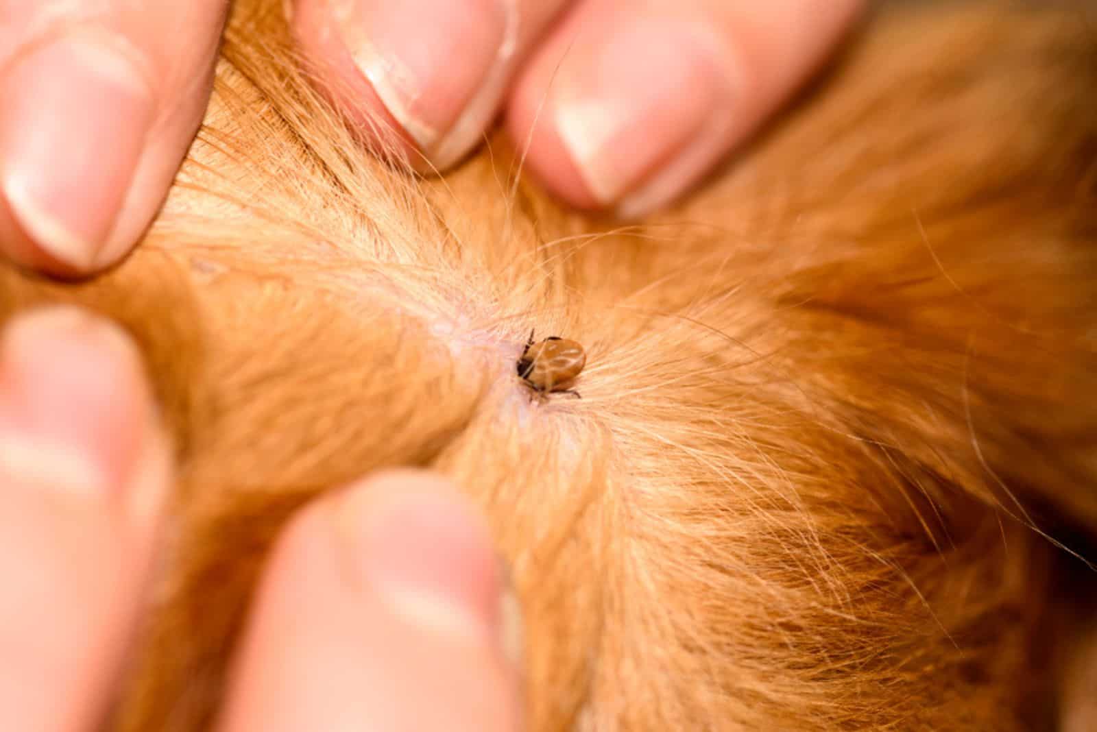 The mite bites a reddish dog