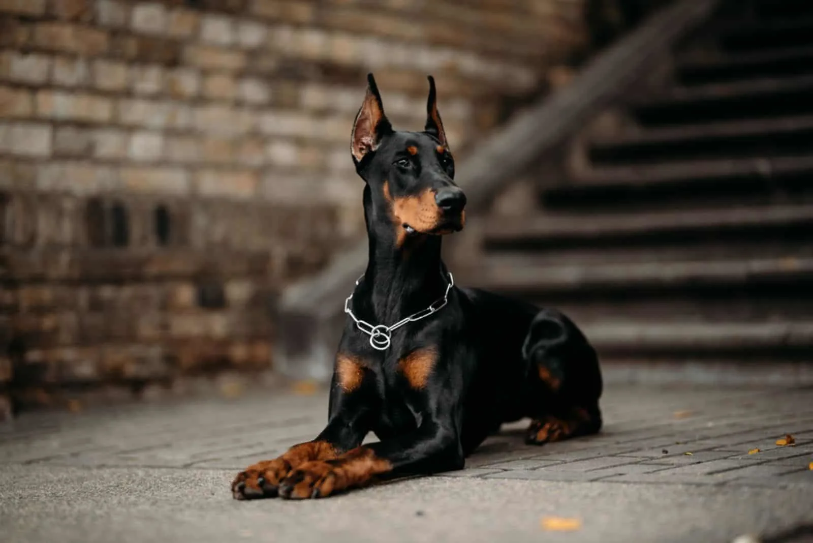 The young doberman laying outdoor