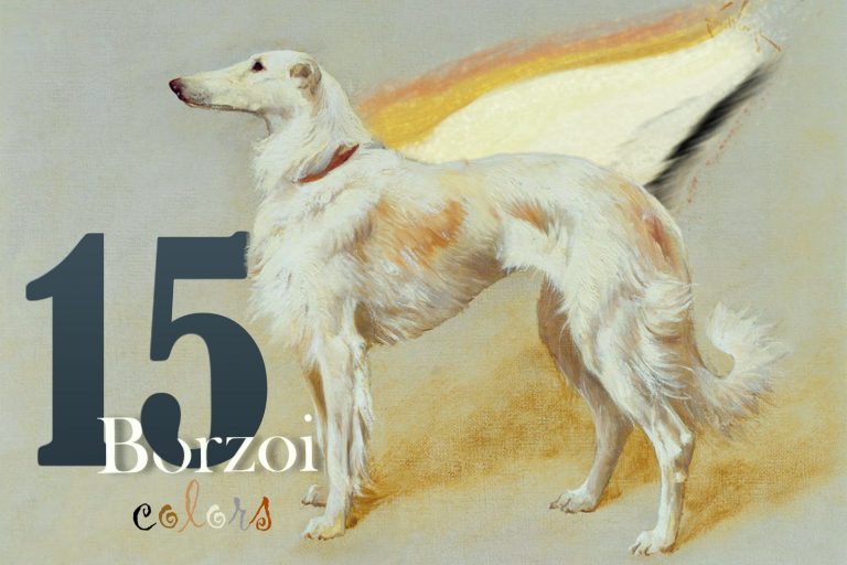 borzoi colors