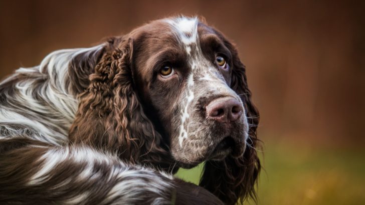 These 8 English Springer Spaniel Breeders Have A Puppy For You