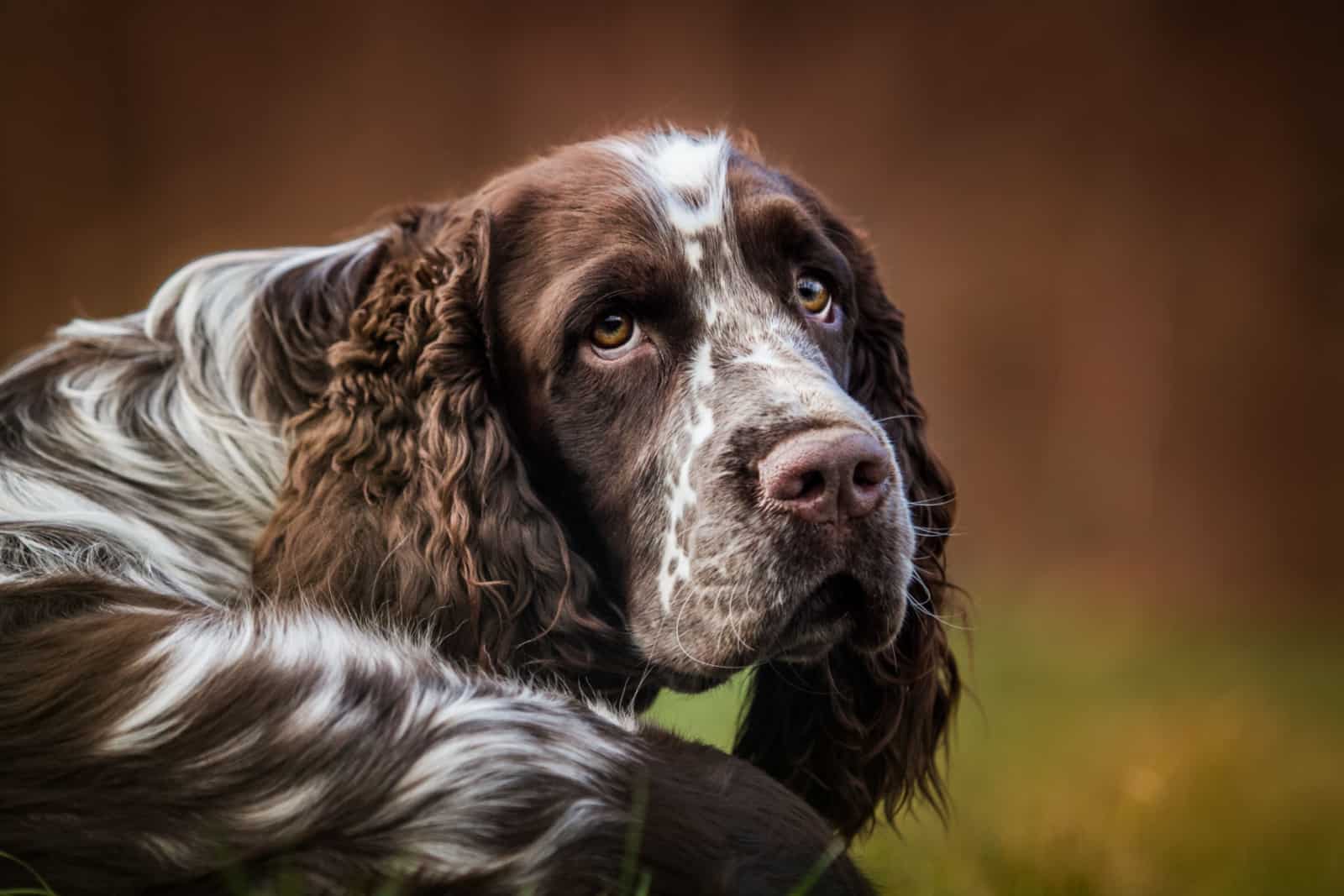 english springer spaniel portrait